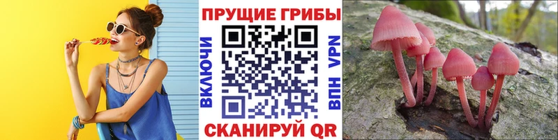 Галлюциногенные грибы мицелий  Чудово 